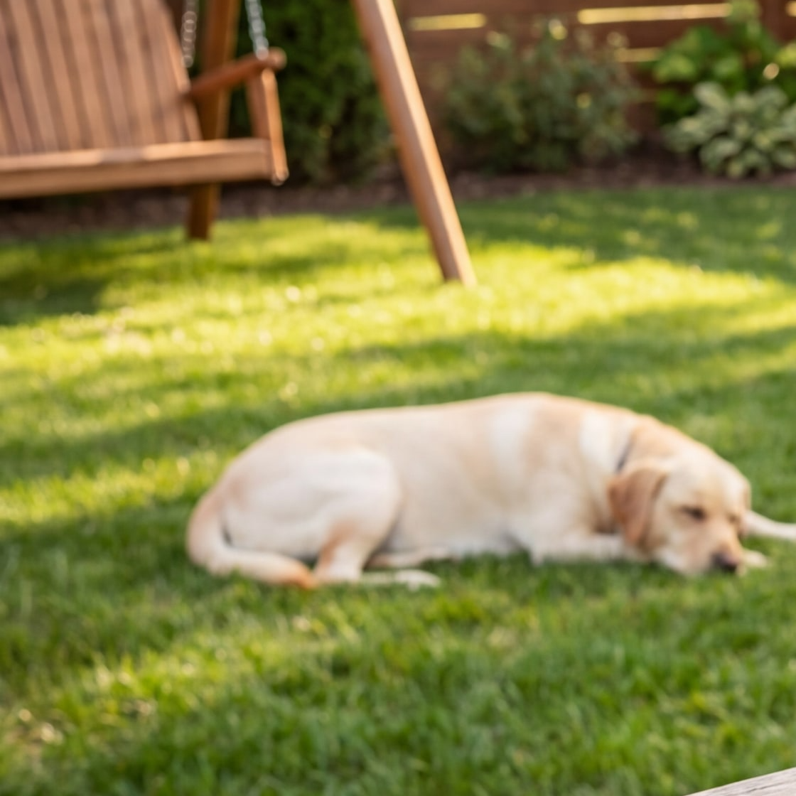 A yellow lab dozing on a sunny suburban lawn beside a wooden porch swing