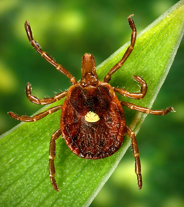 Female Lone Star tick on a blade of grass — reddish-brown body with a single white dot on its back
